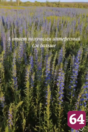 Саратовцев напугало поле с ядовитыми цветами вдоль дороги
